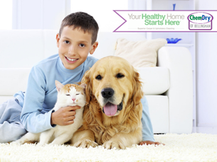 Healthy Home Upholstery Cleaning